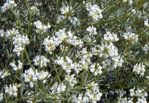 lotus dorycnium, végétal sauvage en godet forestier