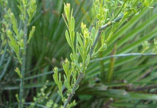 osyris alba, végétal sauvage en godet forestier