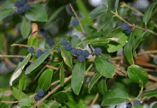 phillyrea latifolia, végétal sauvage en godet forestier