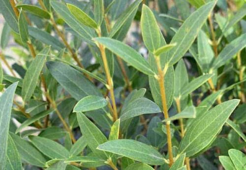 phillyrea media, végétal sauvage en godet forestier