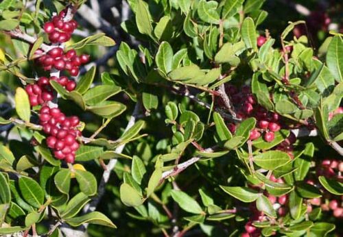 pistacia lentiscus, végétal sauvage en godet forestier