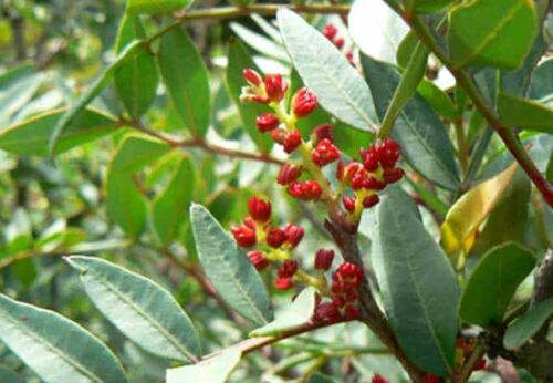 pistacia terebinthus, végétal sauvage en godet forestier