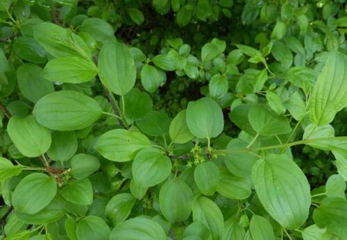 végétal sauvage origine locale rhamnus cathartica