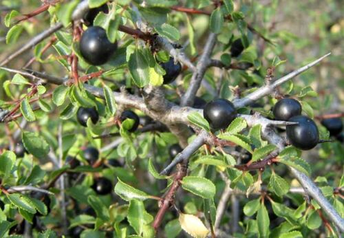 végétal sauvage origine locale rhamnus saxatilis