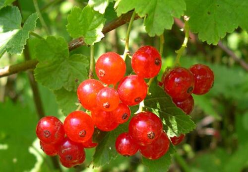 végétal sauvage origine locale ribes rubrum
