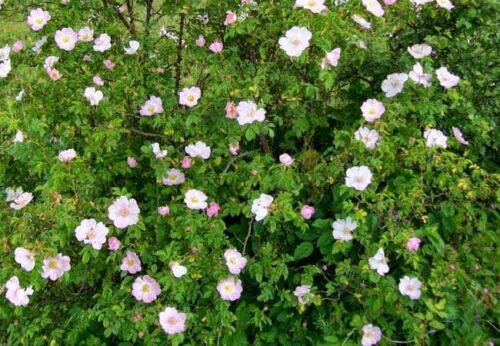 végétal sauvage origine locale rosa canina