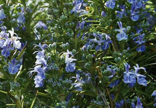végétal sauvage origine locale rosmarinus officinalis