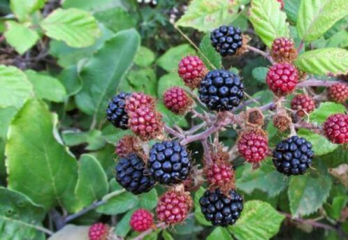 végétal sauvage origine locale rubus ulmifolius