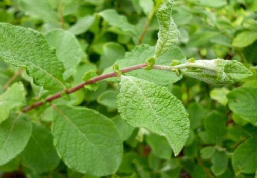 végétal sauvage origine locale salix aurita