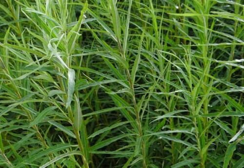 salix viminalis, végétal sauvage en godet forestier
