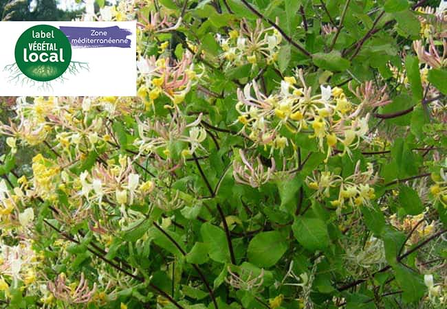 Lonicera etrusca, label vegetal local zone mediterranee