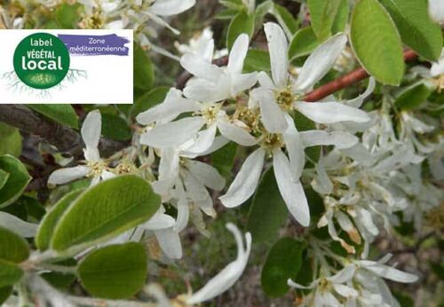 Amelanchier Ovalis, label végétal local zone méditerranée