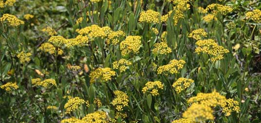 Buplèvre ligneux (Bupleurum fruticosum) : fiche botanique et culture