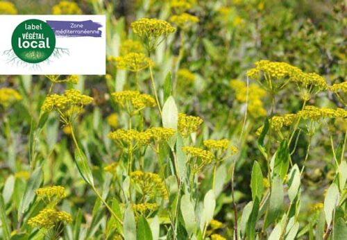 bupleurum fruticosum, label vegetal local zone mediterranee