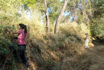 Cérès Flore vous propose des contrats exclusifs de cueillette production de vos végétaux sauvages d'origine locale