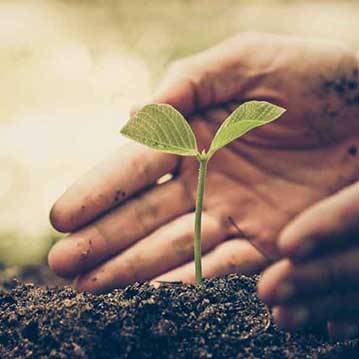 Cérès Flore, réalisation, encadrement et suivi de chantier de plantation de végétal sauvage local
