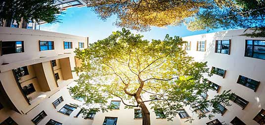 Les espèces d'origine locale et sauvage au secours de la forêt urbaine