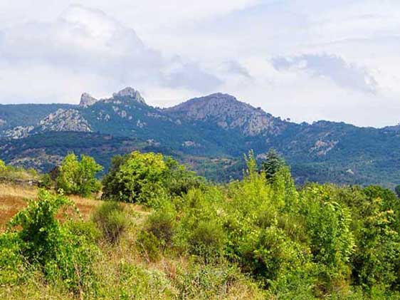 Le végétal local sauvage est résilient face au dérèglement climatique et adapté à la sècheresse