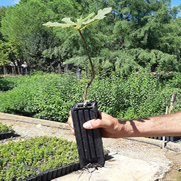 Cérès Flore, producteur de végétaux sauvages en godet forestier