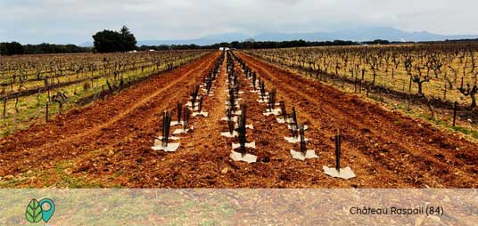 Campagne dplantation de haies sauvage 2024-2025