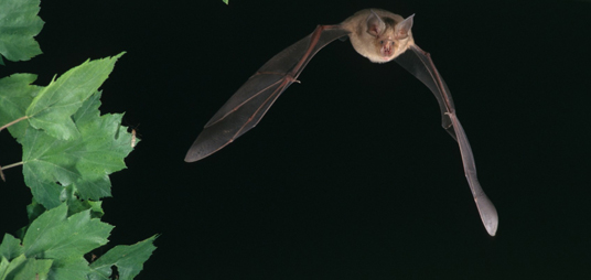 chauves-souris et haies dans le vignoble