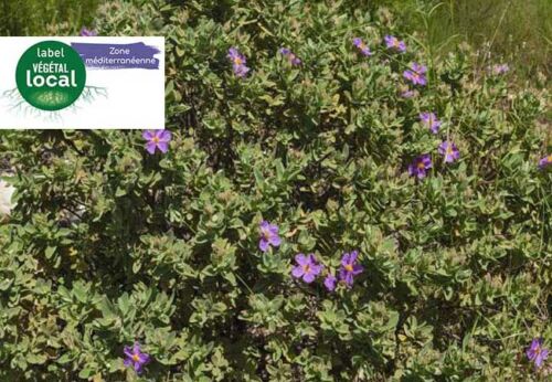 cistus albidus, label vegetal local zone mediterranee