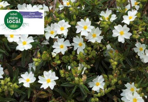 cistus monspeliensis-vegetal local zone mediterranee