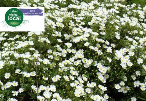 cistus salviifolius, label vegetal local zone mediterranee
