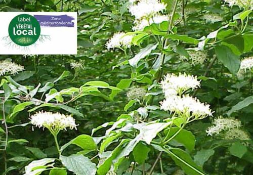 Cornus sanguinea, cornoullier sanguin, labélisé végétal local