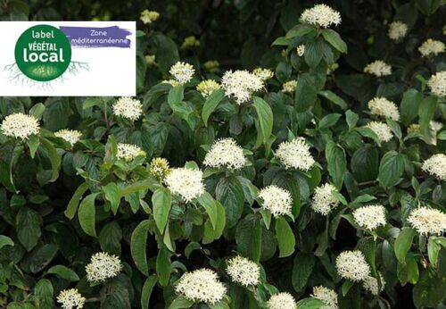 cornus sanguinea, label vegetal local zone mediterranee