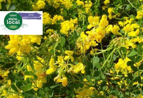 coronilla glauca, label vegetal local zone mediterranee