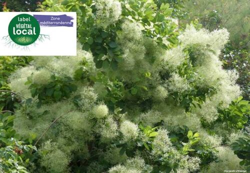 cotinus coggygria, label vegetal local zone mediterranee