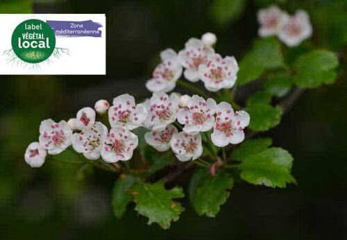 crataegus monogyna, label vegetal local zone mediterranee