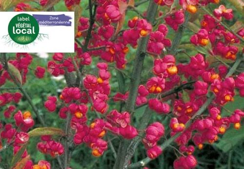 euonymus europaeus, label vegetal local zone mediterranee