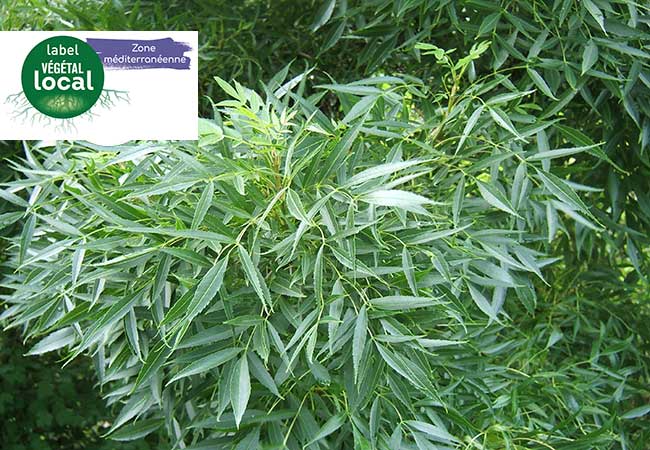 fraxinus angustifolia, label vegetal local zone mediterranee