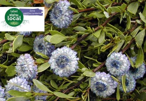 globularia alypum, label vegetal local zone mediterranee