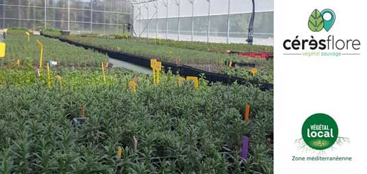 Engagée depuis toujours dans la préservation de la flore sauvage, Cérès Flore vient d’obtenir le label “Végétal Local”.
