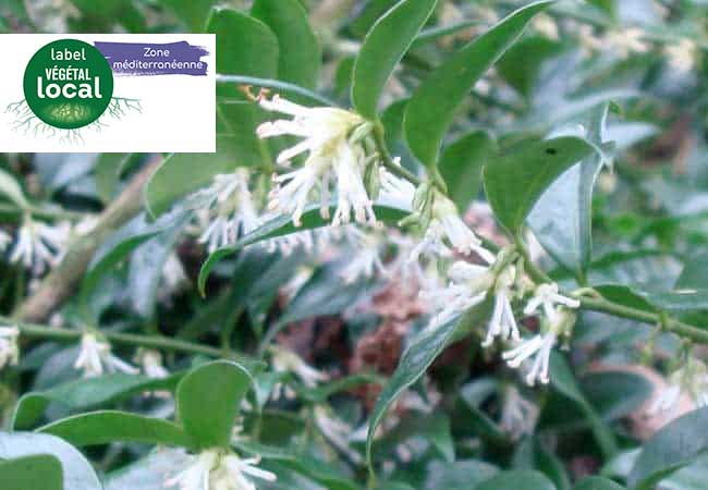 ligustrum vulgare, label vegetal local zone mediterranee