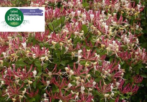 lonicera implexa, label vegetal local zone mediterranee