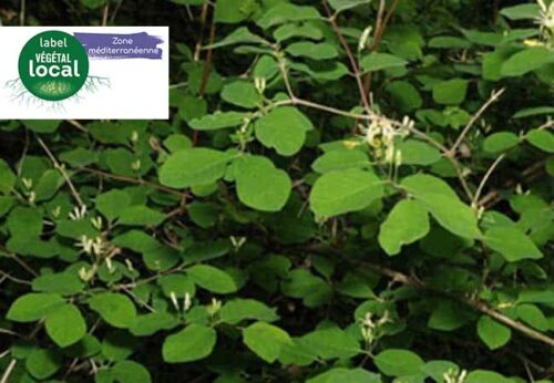 lonicera xylosteum, label vegetal local zone mediterranee