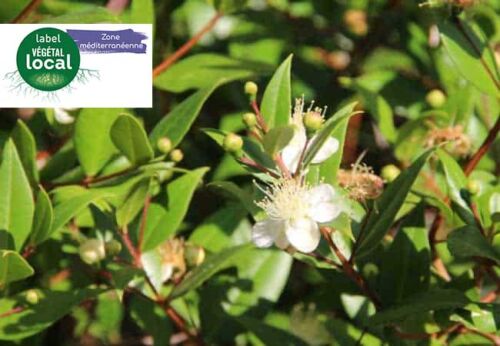 myrtus communis label vegetal local zone mediterranee
