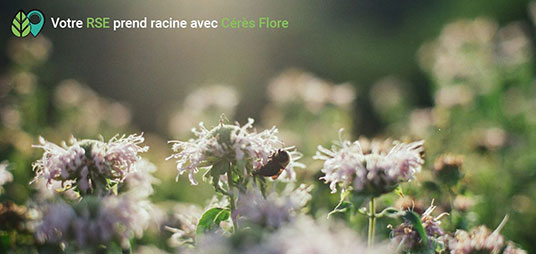 L'offre RSE Cérès Flore à destination des entreprises