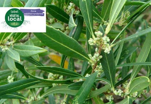 phillyrea angustifolia label vegetal local zone mediterranee