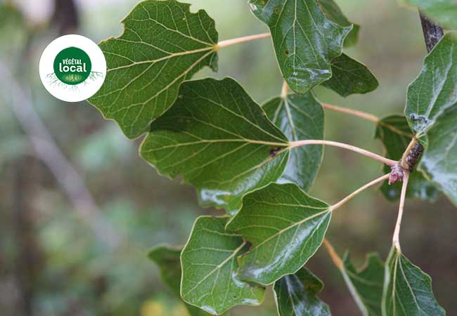 populus alba végétal local zone méditerranéenne