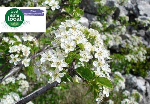 prunus mahaleb label vegetal local zone mediterranee