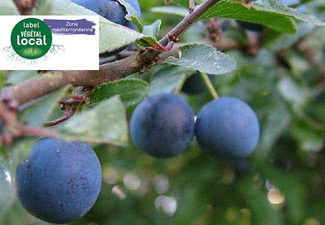 prunus spinosa label vegetal local zone mediterranee
