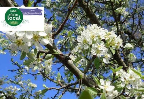 pyrus spinosa label vegetal local zone mediterranee