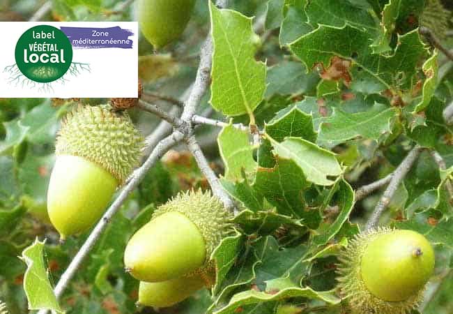 quercus coccifera vegetal local zone mediterranee