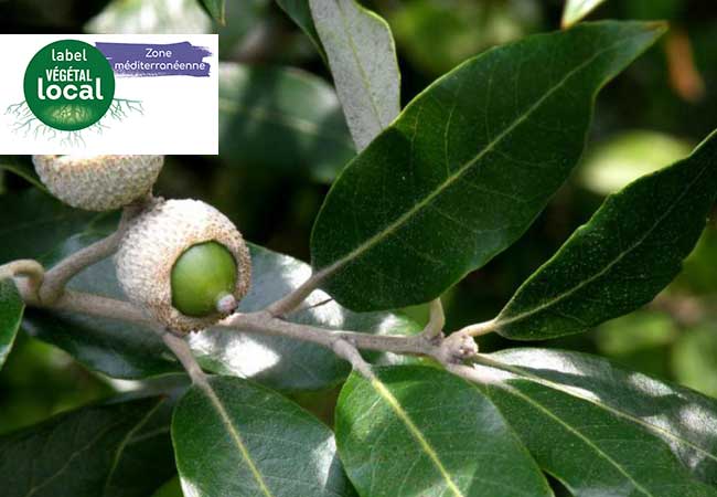 quercus ilex vegetal local zone mediterranee