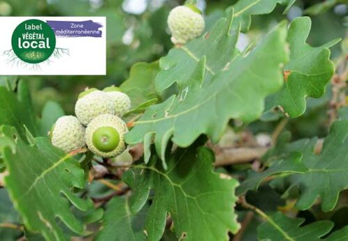quercus pubescens vegetal local zone mediterranee